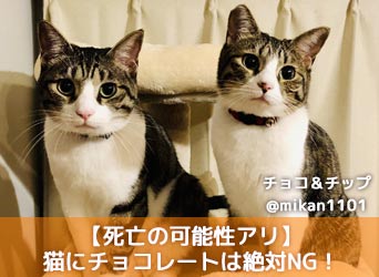 死亡の可能性アリ 猫にチョコレートは絶対ng 食べてしまったときの対処法