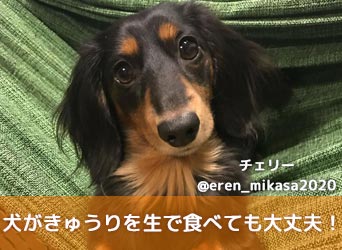 犬がきゅうりを生で食べても大丈夫 アレルギーや腎臓病には注意 Moffme