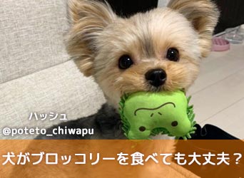 犬がブロッコリーを食べても大丈夫 茎やスプラウトはダメなのか Moffme