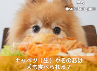 キャベツ 生 やその芯は犬も食べられる 食べすぎないように注意 Moffme