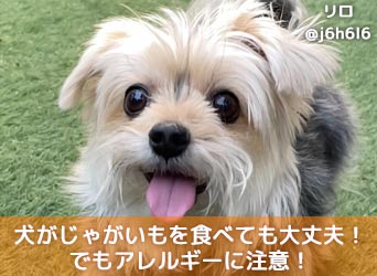 犬がじゃがいもを食べても大丈夫だがアレルギーに注意 レシピも紹介 Moffme