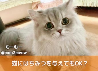 猫にはちみつを与えてもOK？あげるメリットや注意点について解説！