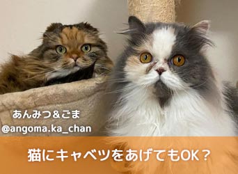 猫にキャベツをあげてもOK？メリットや結石になる可能性などを解説！