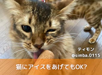 猫にアイスをあげてもok 食べた場合の症状や対処法などを解説