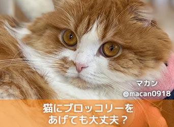 猫にブロッコリーをあげても大丈夫 与え方や注意点について解説