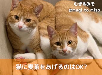 猫に麦茶をあげるのはOK?猫が麦茶を見る理由やあげ方を解説！