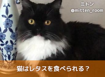 猫はレタスを食べられる レタスの効能や正しい与え方を解説