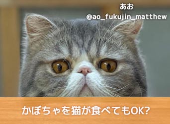 かぼちゃを猫が食べてもok かぼちゃの栄養素や注意点を解説