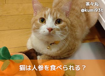 猫は人参を食べられる 人参の食べられる部位や与え方を解説