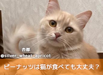 ピーナッツは猫が食べても大丈夫？与え方や注意点について解説！