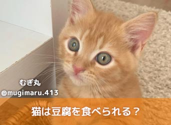 猫は豆腐を食べられる 豆腐を食べるメリットや与え方について解説