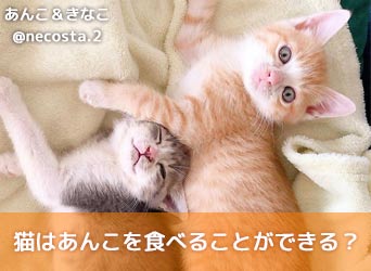 猫はあんこを食べることができる 与え方の注意点や効果を解説