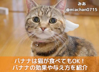 バナナは猫が食べても大丈夫な果物 バナナの効果や与え方を紹介