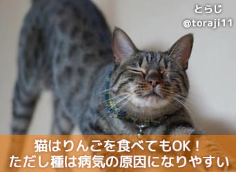 猫はりんごを食べても大丈夫 ただし種は病気の原因になりやすい Moffme