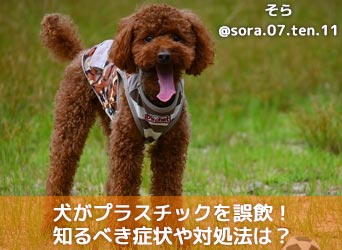 犬がプラスチックを誤飲してしまった 知るべき症状や対処法は