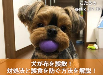 犬が布を誤飲してしまった 誤飲の対処法と誤食を防ぐ方法を解説 Moffme