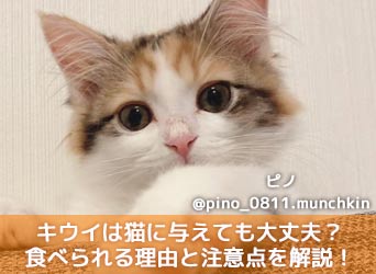 キウイは猫に与えても大丈夫 食べられる理由と注意点を解説