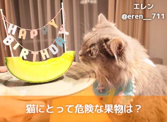 猫にとって危険な果物は 食べていいか食べてはいけないか解説