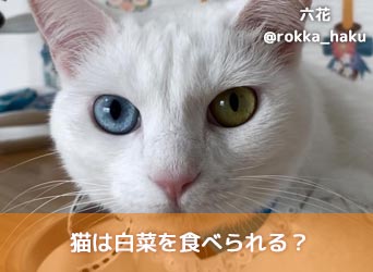 猫は白菜を食べられる？猫にとってのメリットや量などを解説！