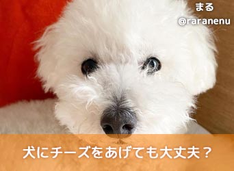 犬にチーズをあげても大丈夫？含まれている栄養素や注意点を解説！｜MOFFME