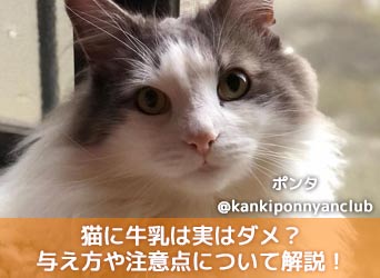 猫に牛乳は実はダメ？猫に適した与え方や注意点について解説！