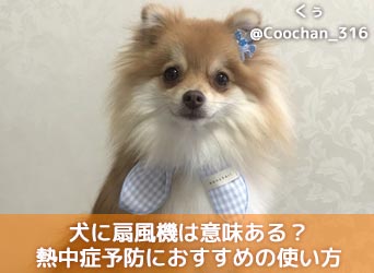 犬に扇風機は意味ある 熱中症予防におすすめの使い方や注意点を解説