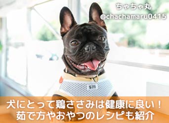 犬にとって鶏ささみは健康に良い食材 茹で方やおやつのレシピも紹介 Moffme