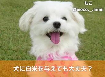 犬に白米を与えても大丈夫 メリットや与え方 注意点について解説 Moffme