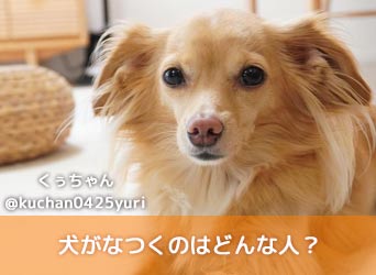 犬がなつくのはどんな人 なぜ犬がなつくか なつく人の特徴を解説 Moffme