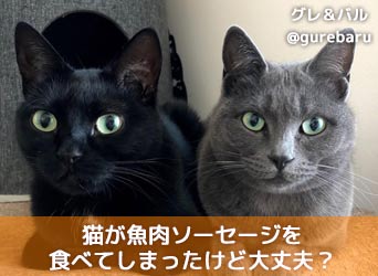 猫が魚肉ソーセージを食べてしまったけど大丈夫 塩分には要注意