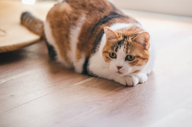 獣医師監修 猫の耳血腫とは 原因や症状 治療法について解説