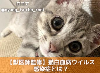 獣医師監修 猫白血病ウイルス感染症とは 原因や症状 治療法を解説