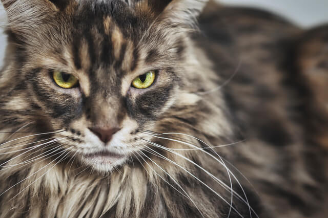 獣医師監修 猫の口蓋裂とは 原因から症状 治療法まで解説 Moffme