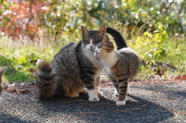 獣医師監修 猫の鉤虫症とは 原因から症状 治療法まで解説