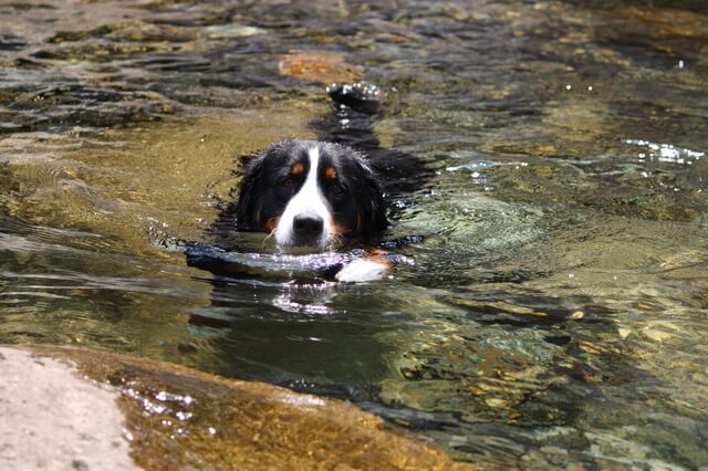 獣医師監修 犬の鼻腔内腫瘍とは 原因から症状 治療まで解説 Moffme