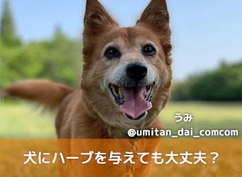 犬にハーブを与えても大丈夫 ハーブの効果や与え方 注意点など紹介 Moffme