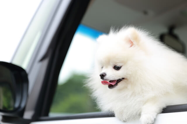 獣医師監修 犬の皮膚糸状菌症とは 原因から症状 治療法まで解説