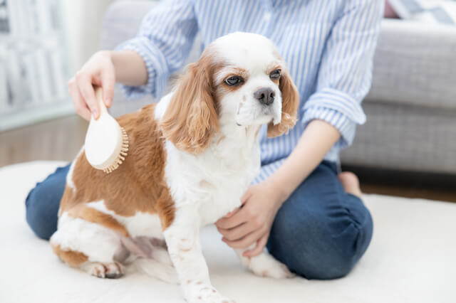 獣医師監修 犬の心筋症とは 種類や原因 症状 治療法を解説