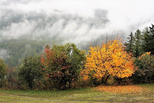 【獣医師監修】犬の肝酵素上昇とは？原因や治療法を詳しく解説！のサムネイル画像