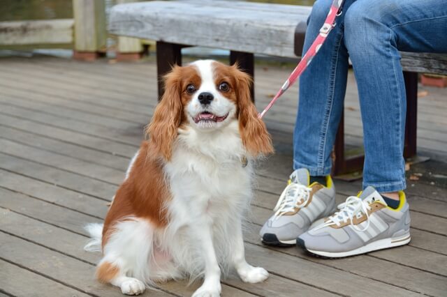 獣医師監修 犬のホットスポットとは 原因から症状 治療法を解説 Moffme