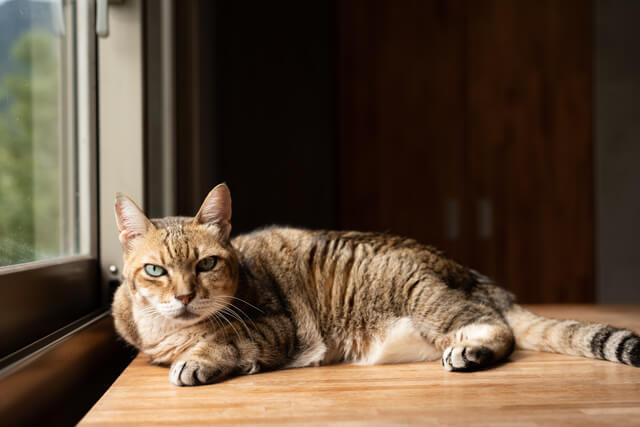 獣医師監修 猫の乳腺腫瘍とは 原因から症状 治療法まで解説