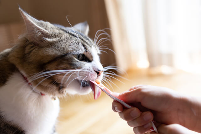 獣医師監修】猫の多飲多尿とは？原因から治療法、予防法まで解説！