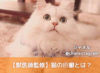 獣医師監修】猫の疥癬とは？原因から症状、治療費、予防法まで解説