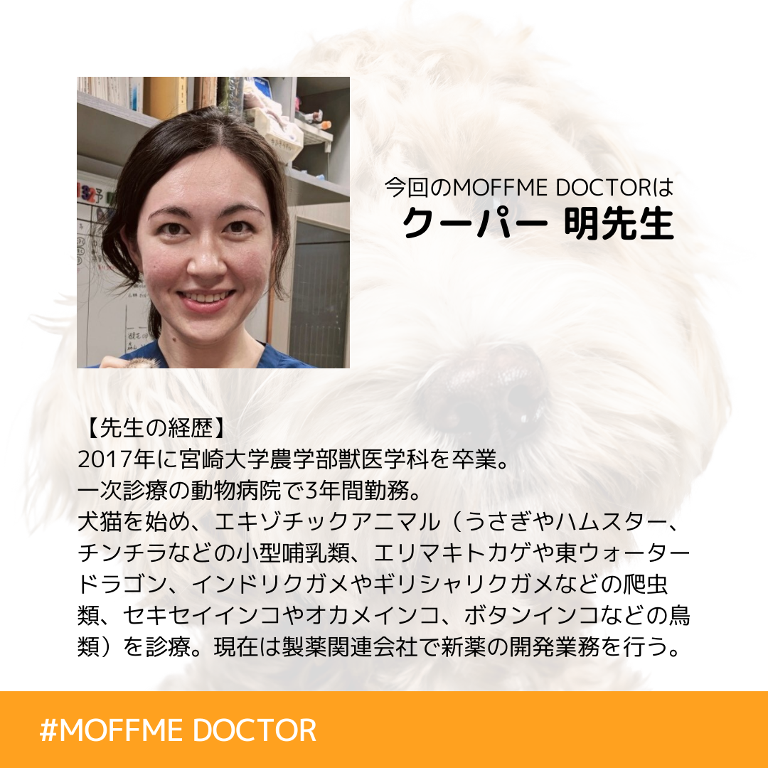 Moffme Doctor Cat 鼻づまりやくしゃみが止まらない こんな時どうすればよい