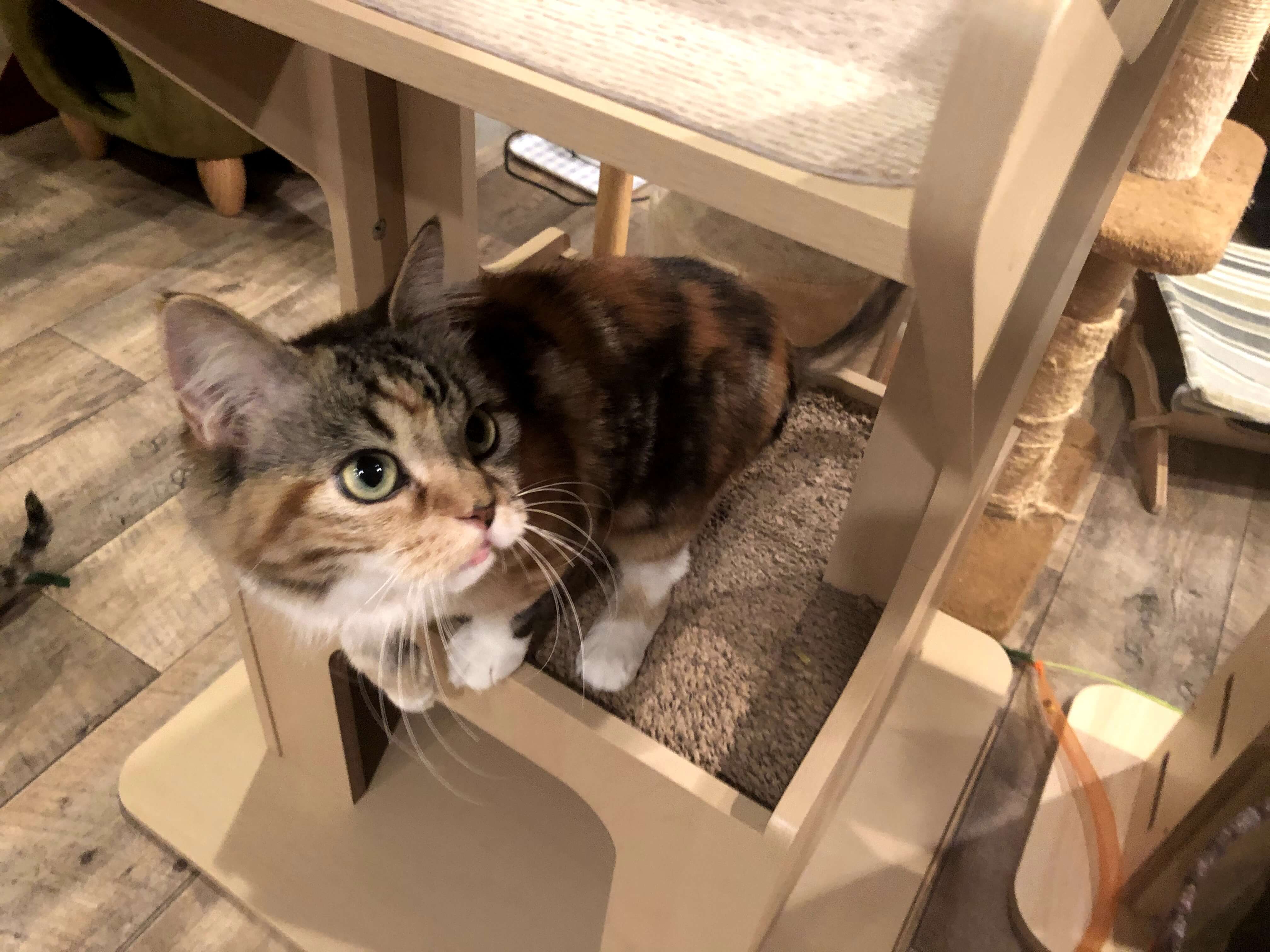 保護猫カフェ取材 世田谷で人気の保護猫カフェ 駒猫 に行ってみた