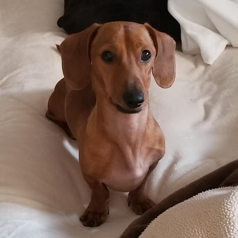 犬や猫の薬代はペット保険で補償される 薬のみの場合ついても解説