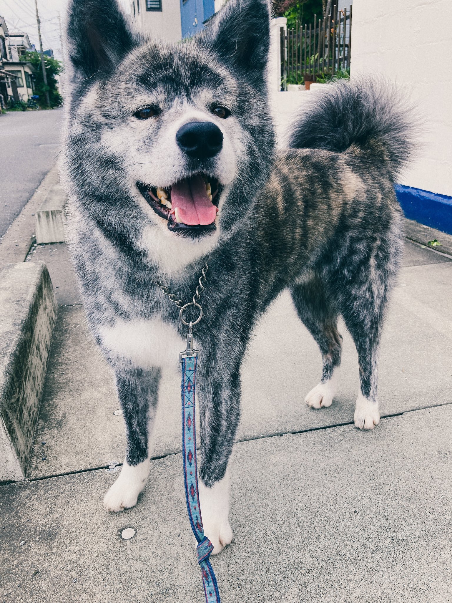 犬や猫が高齢でも入れるペット保険を紹介 持病があっても大丈夫