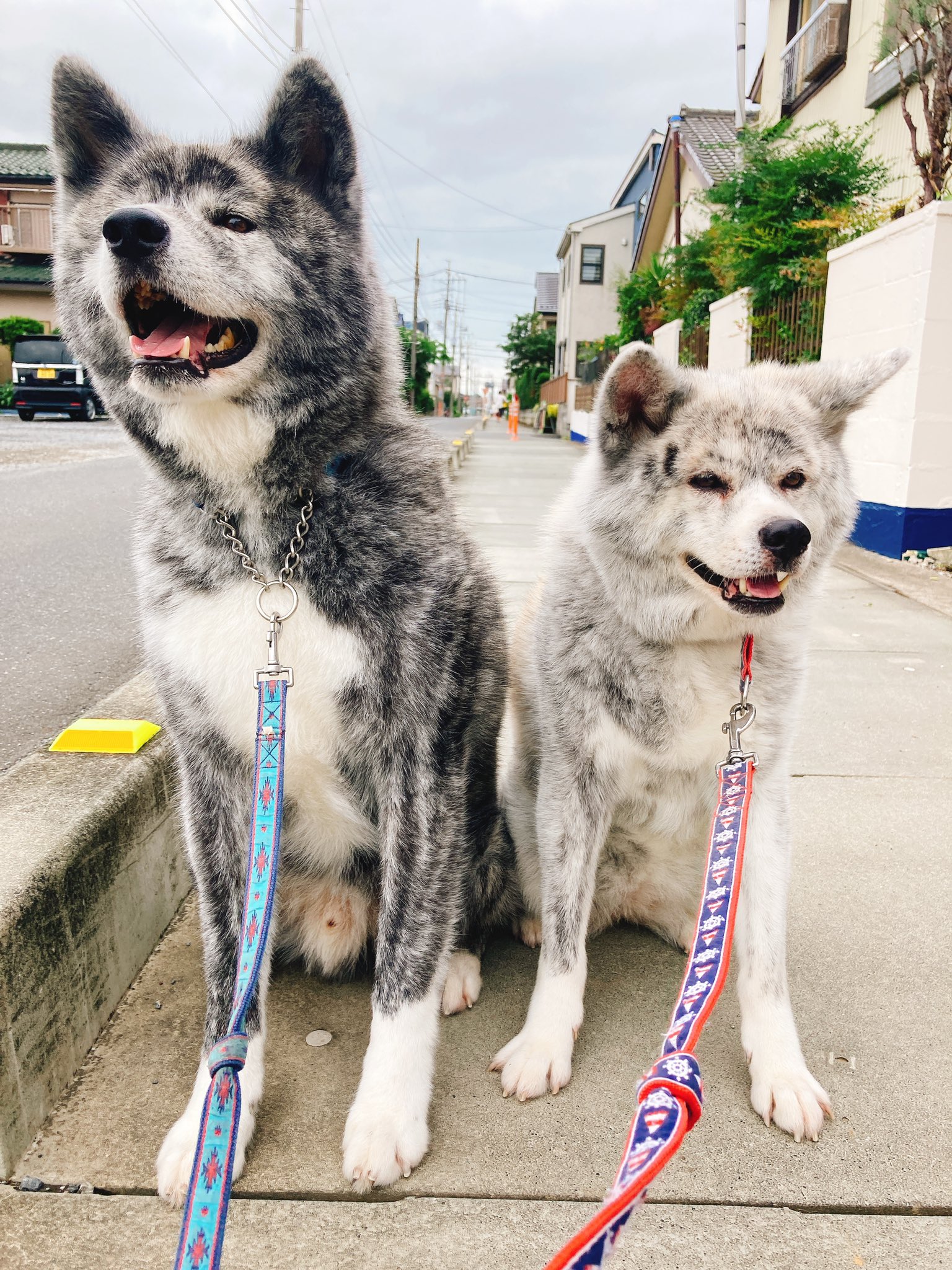 犬や猫が高齢でも入れるペット保険を紹介 持病があっても大丈夫