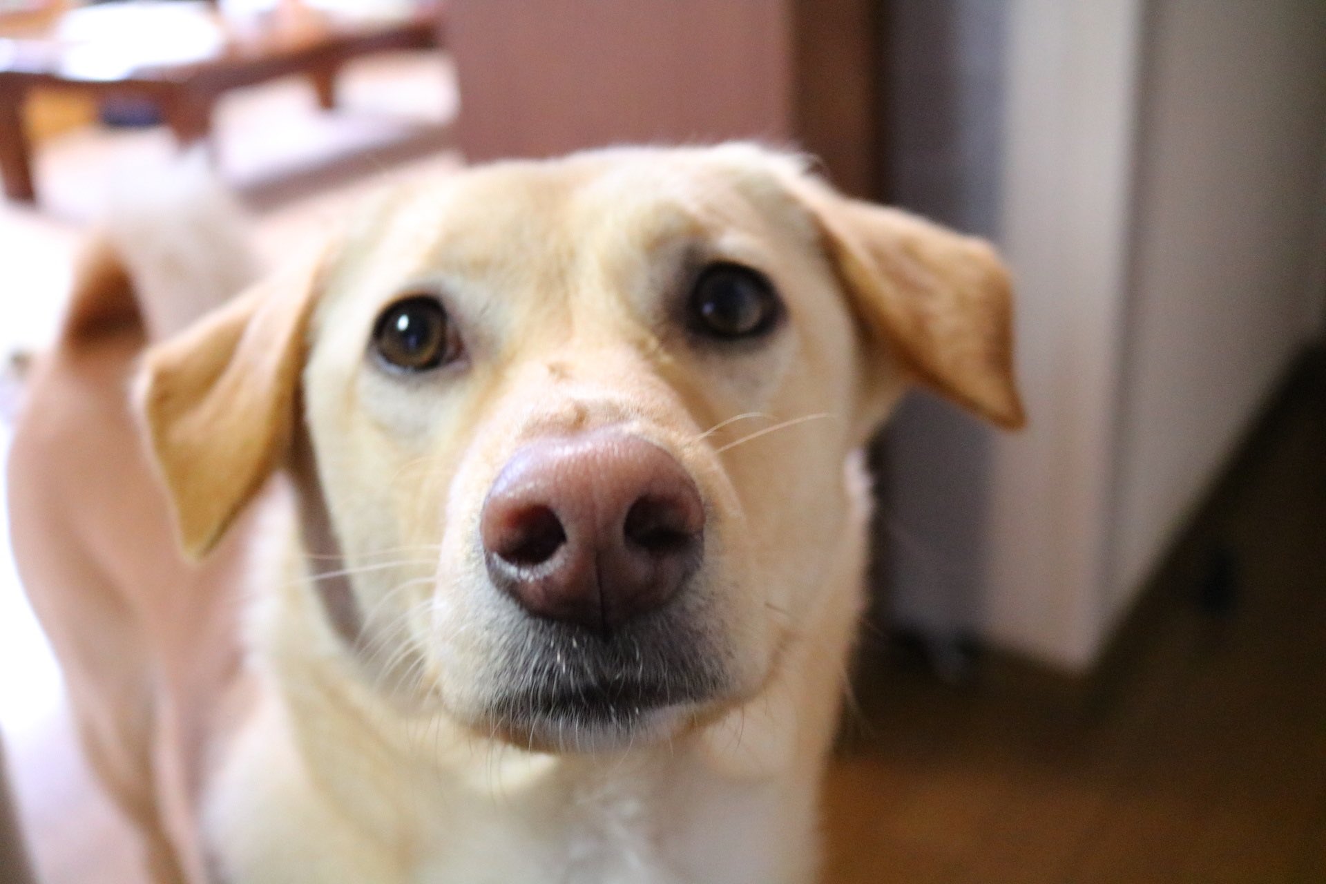 獣医師監修 犬の白内障とは 原因や症状 治療 手術費用 予防法を徹底解説 Moffme