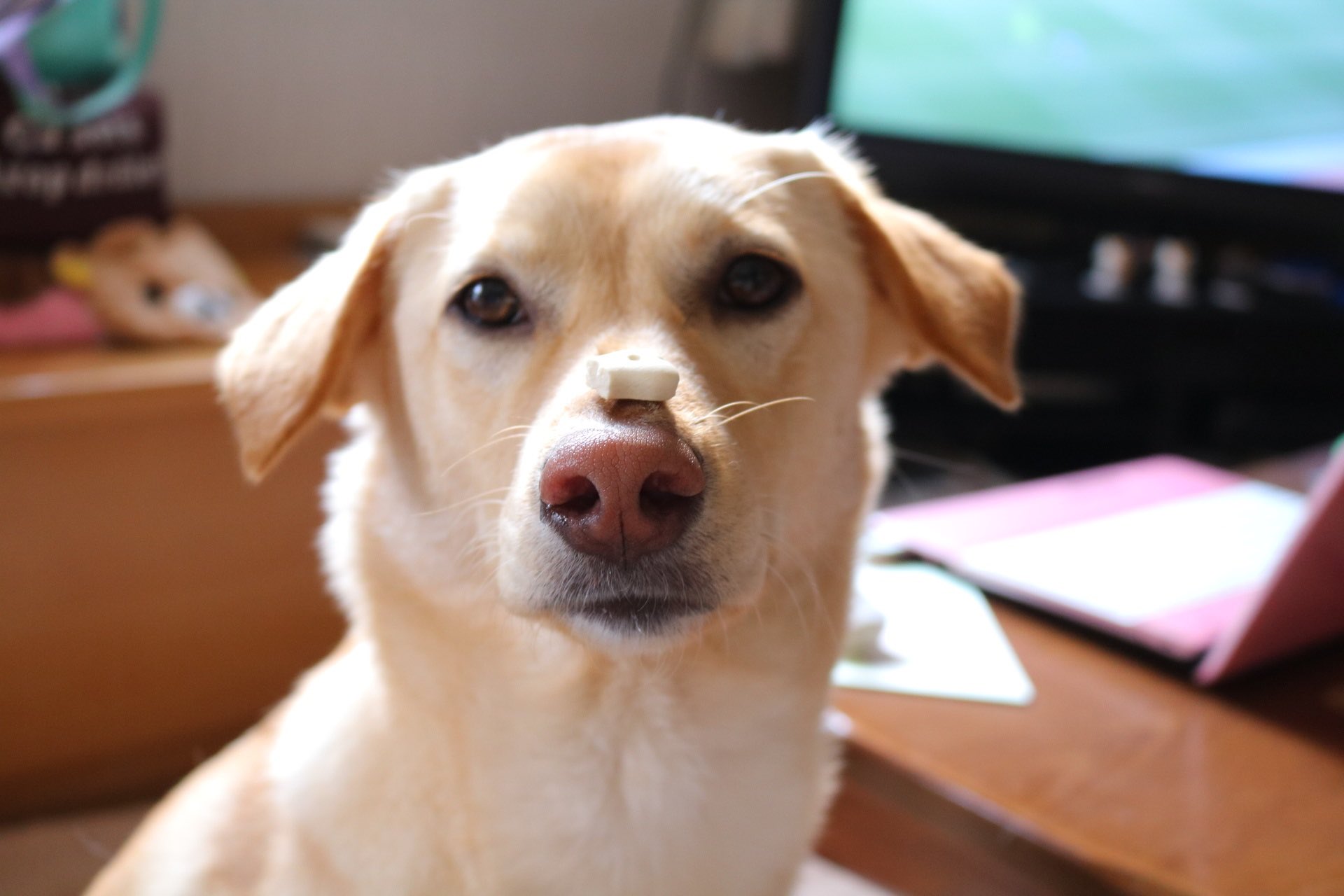 獣医師監修 犬の白内障とは 原因や症状 治療 手術費用 予防法を徹底解説 Moffme